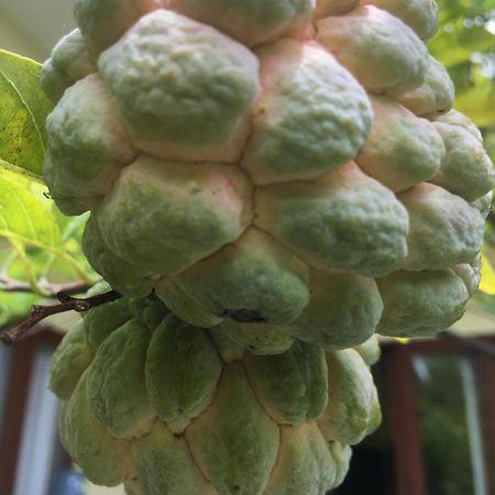 Kubu Green Нуса-Дуа Екстер'єр фото